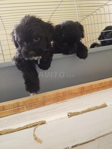 Caniche Bichon - 2