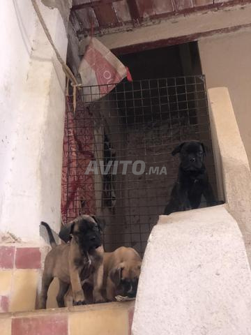 Cane Corso