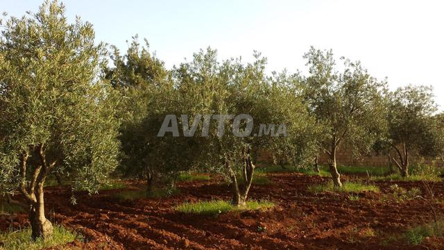 مزرعة بها منزل يحتاج إلى إصلاح، بها أشجار زيتون