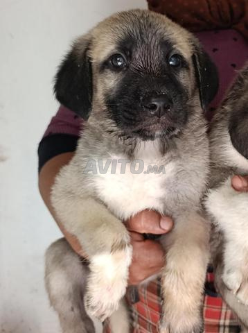 Chiots Kangals d'origine - 2