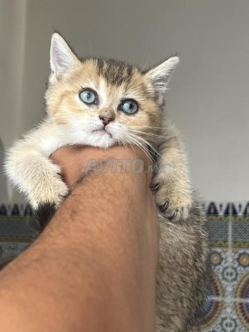 Chat British - 2