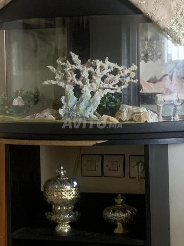 حوض سمك نظيف بـ 2000 درهم