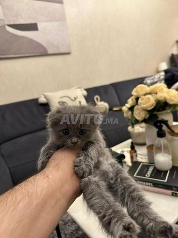 سكوتش فولد رمادي مراكش - 2