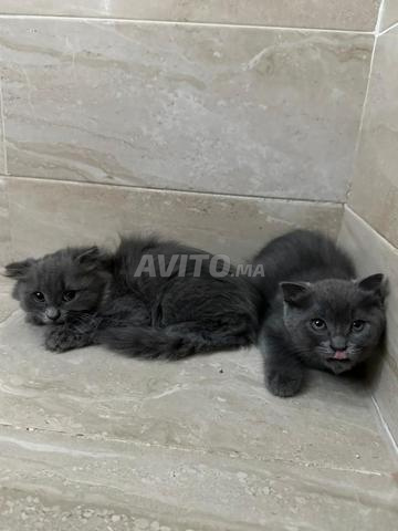 سكوتش فولد رمادي مراكش - 2