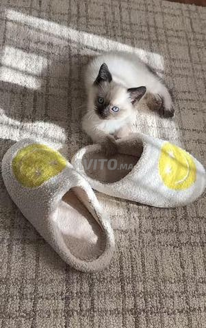 قطط سيامي 🐱 - 2