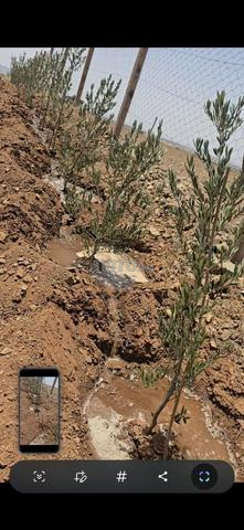 أرض فلاحية ببئر ومنزل بالطاقة الشمسية - 2