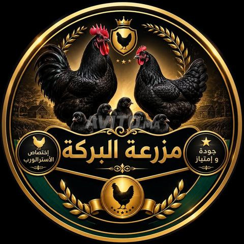 Poussins Australorp noir pur