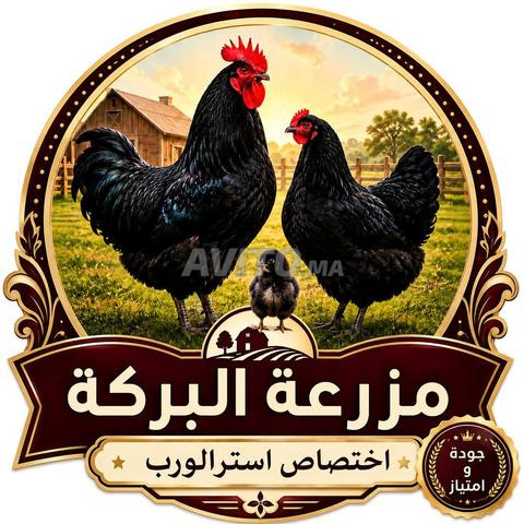 بيض مخصب للتفقيس ، لدجاج الاسترالورب الاسود