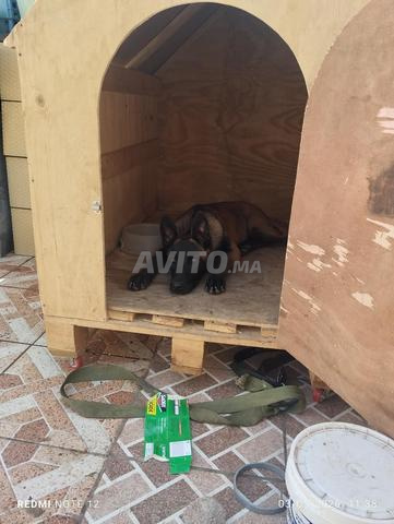 جرو مالينوا للبيع في الدار البيضاء - 2