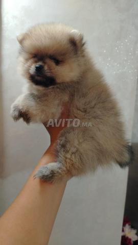 Spitz Pomeranian - 2