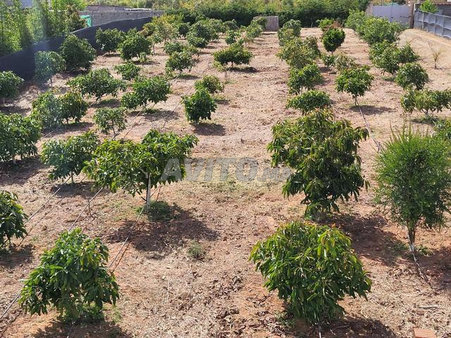 Maison avec terrain agricole avocatiers 8000m2 - 2