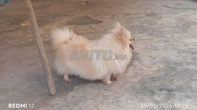 Femelle spitz - 2