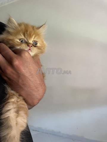 Adorable chaton persan