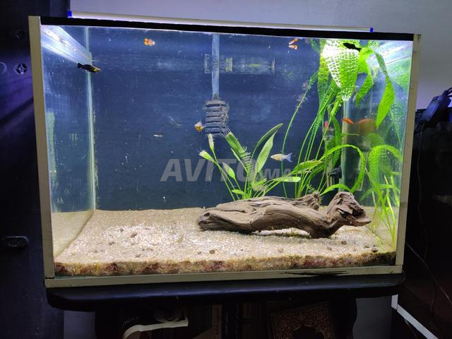 Aquarium complet - 2