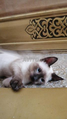 أبحث عن شخص يحب القطط - 2