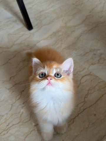 Petit chat roux pure race - persan x scottish - 2