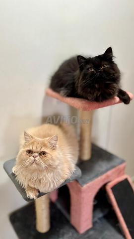 2 persans à vendre