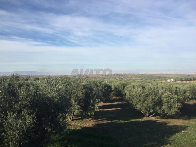 Domaine titré 7 ha – 20 min de Fès - 2