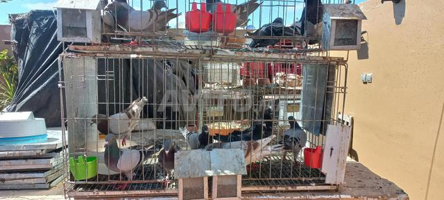 cage pour pigeon