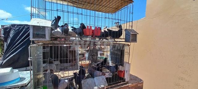 cage pour pigeon - 2