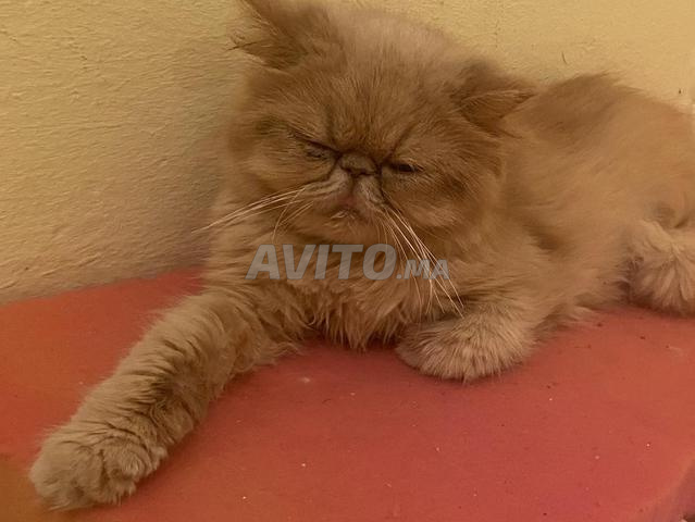Chat persan pur-sang authentique à vendre - 2
