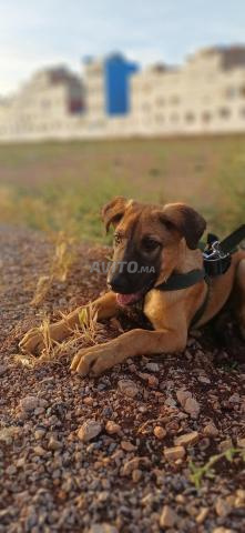 Berger Malinois - 2