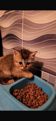 Femelle British Shorthair - 2