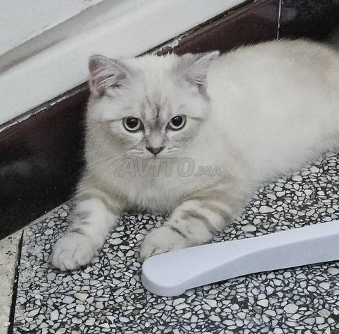 بريطاني اسكتلندي مستقيم