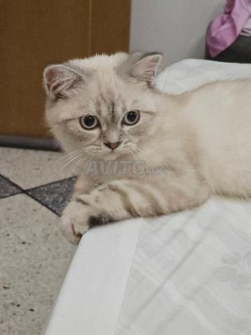 بريطاني اسكتلندي مستقيم - 2