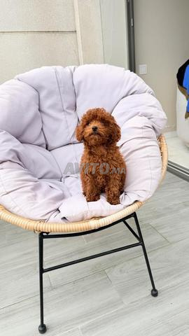 Poodle teacup tiny toys - 2