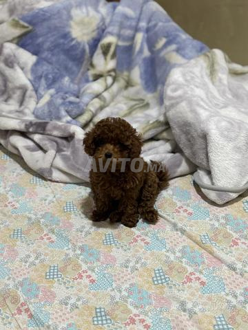 Poodle teacup tiny toys