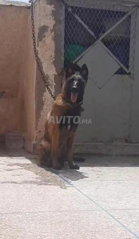 Femelle malinois charboni à vendre - 2