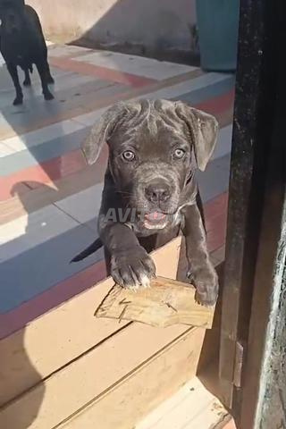 Super femelle Cane Corso pedigree