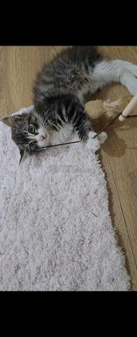 chat adorable