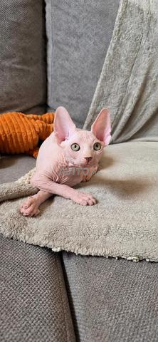 Chaton Sphynx
