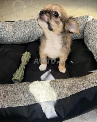 Chihuahua mâle - 2