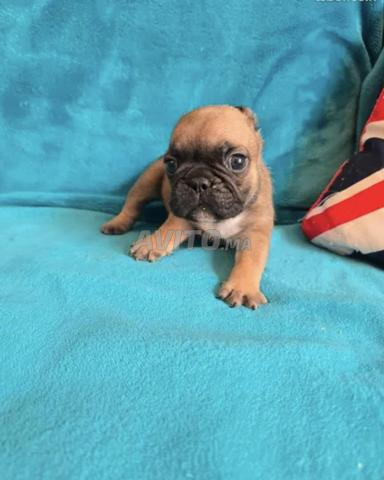 Bouledogue Français fauve - 2