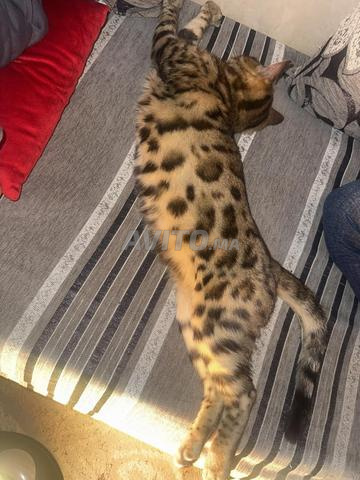 Chat Bengal - 2