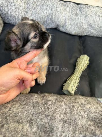Chihuahua toy - 2