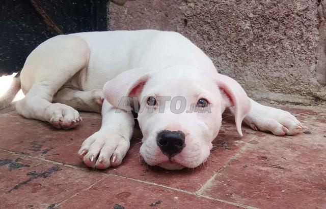 Chiot dogo argentino - 2