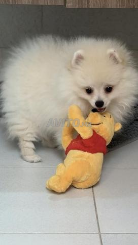 Chien Spitz Pomeranian - 2