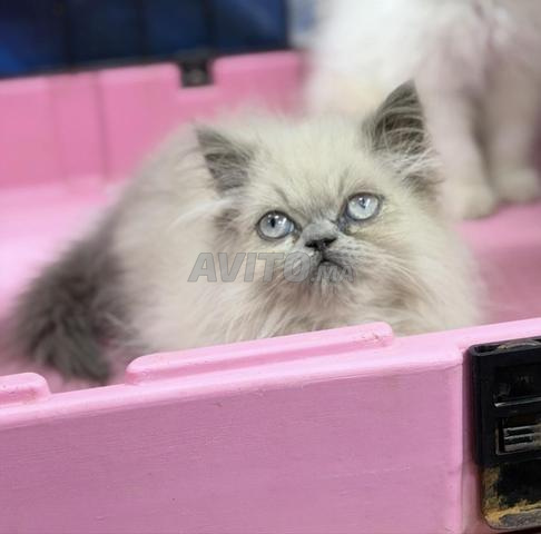 Persan himalayen disponible - 2