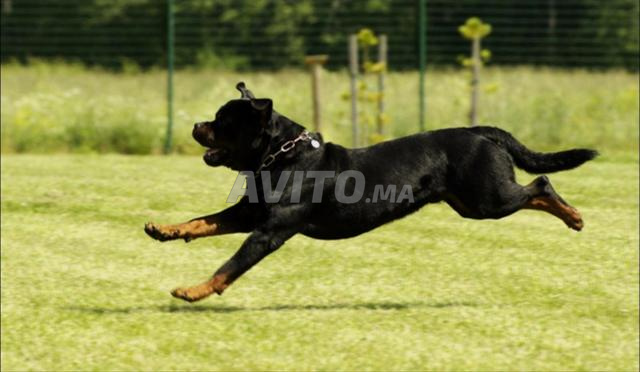 Femelle rottweiler pure race - 2