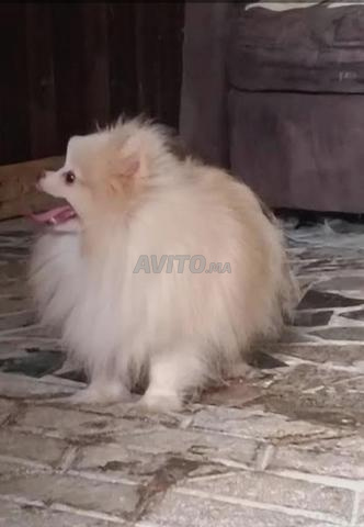 Femelle Spitz Nain Poméranie - 2