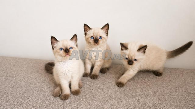 Chats Himalayens & Siamois - 2