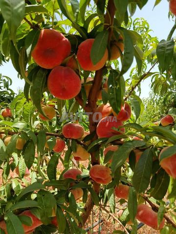 Pêches nectarines, prunes, fruits, prunes, tajine