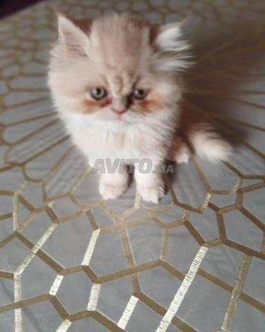 قطط للبيع - 2