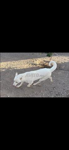 Femelle husky 1 an