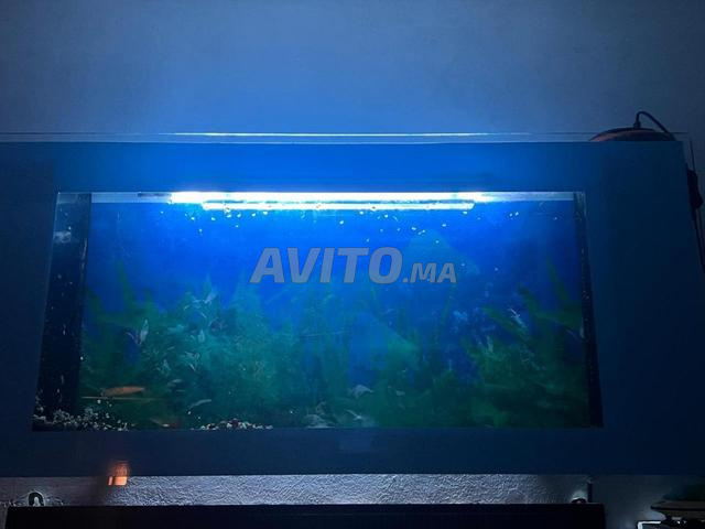 Aquarium pour poisson - 2