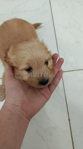 Bichon Havanais Maltais